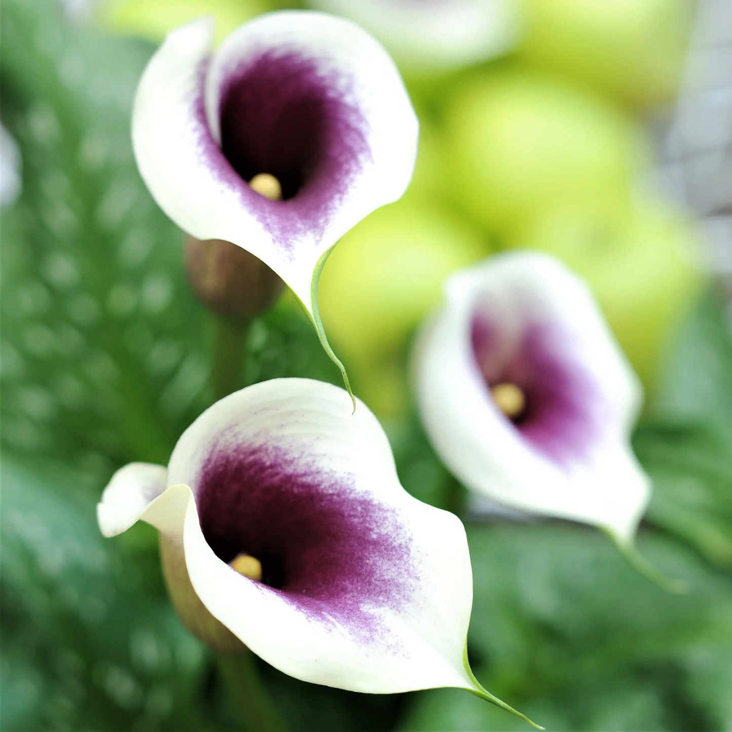 Close-up of three white flowers with purple centers on a blurred green background