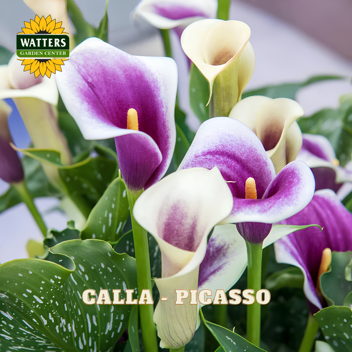 Calla lilies with purple and white petals and green leaves, branded with Watters Garden Center.