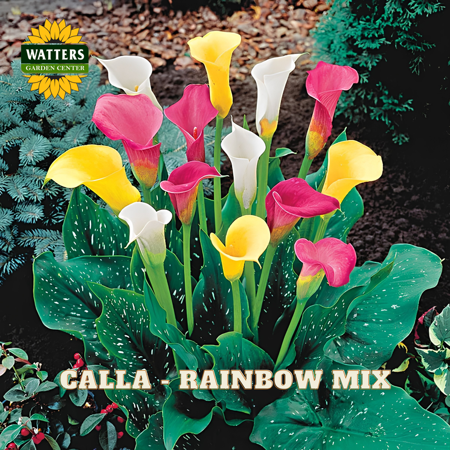 Calla lilies in rainbow mix with Watters Garden Center logo