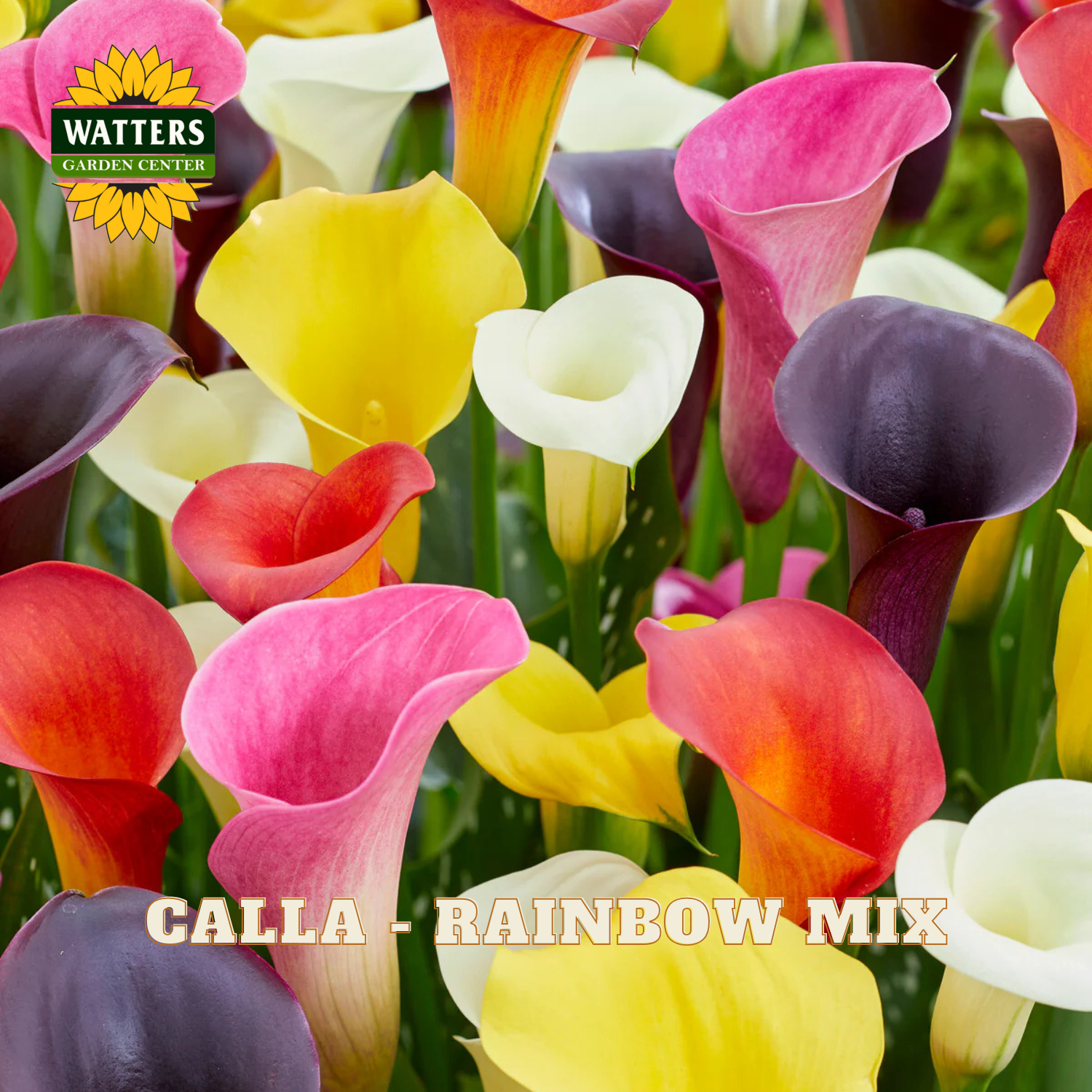 Calla lilies in rainbow mix with Watters Garden Center logo.