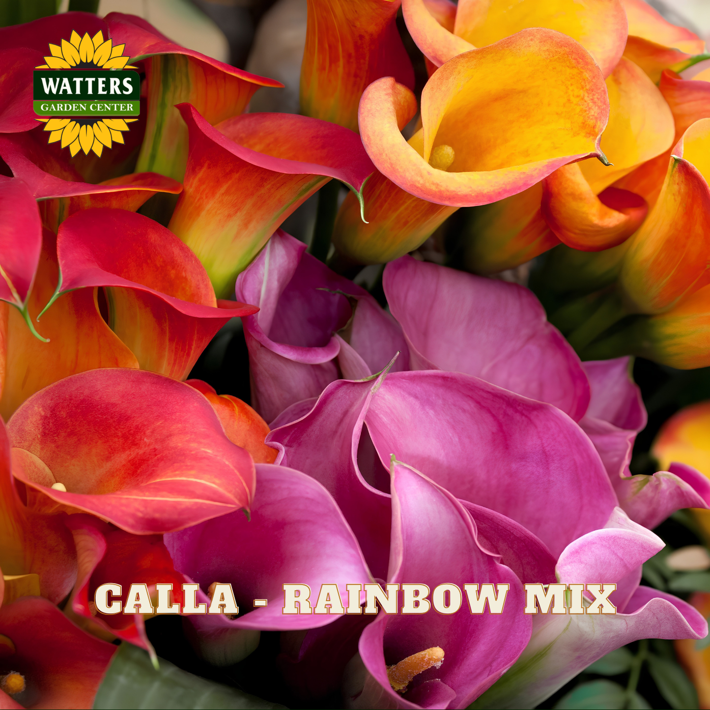 Bouquet of colorful calla lilies with Watters Garden Center logo.