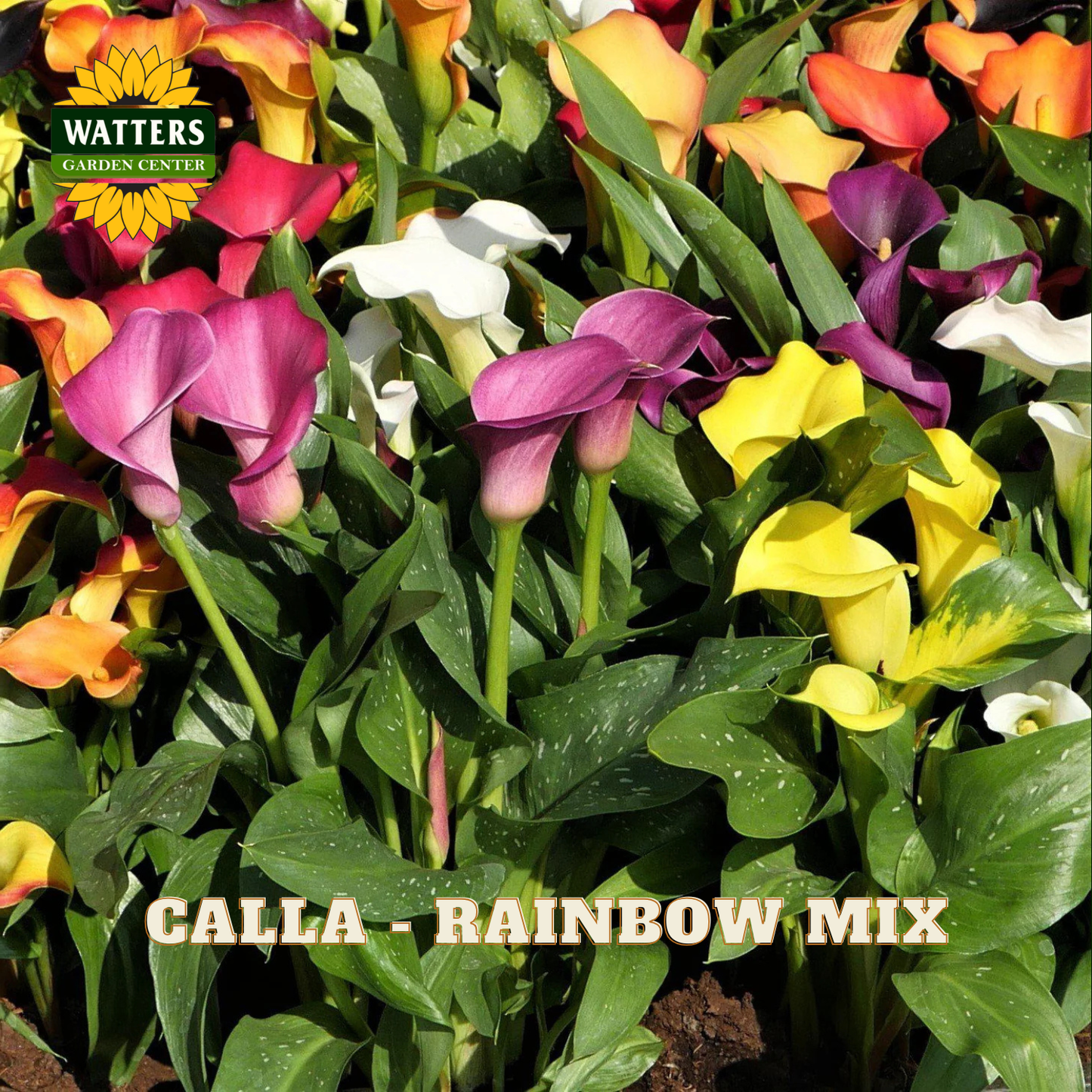 Calla lilies in rainbow mix with Watters Garden Center logo.