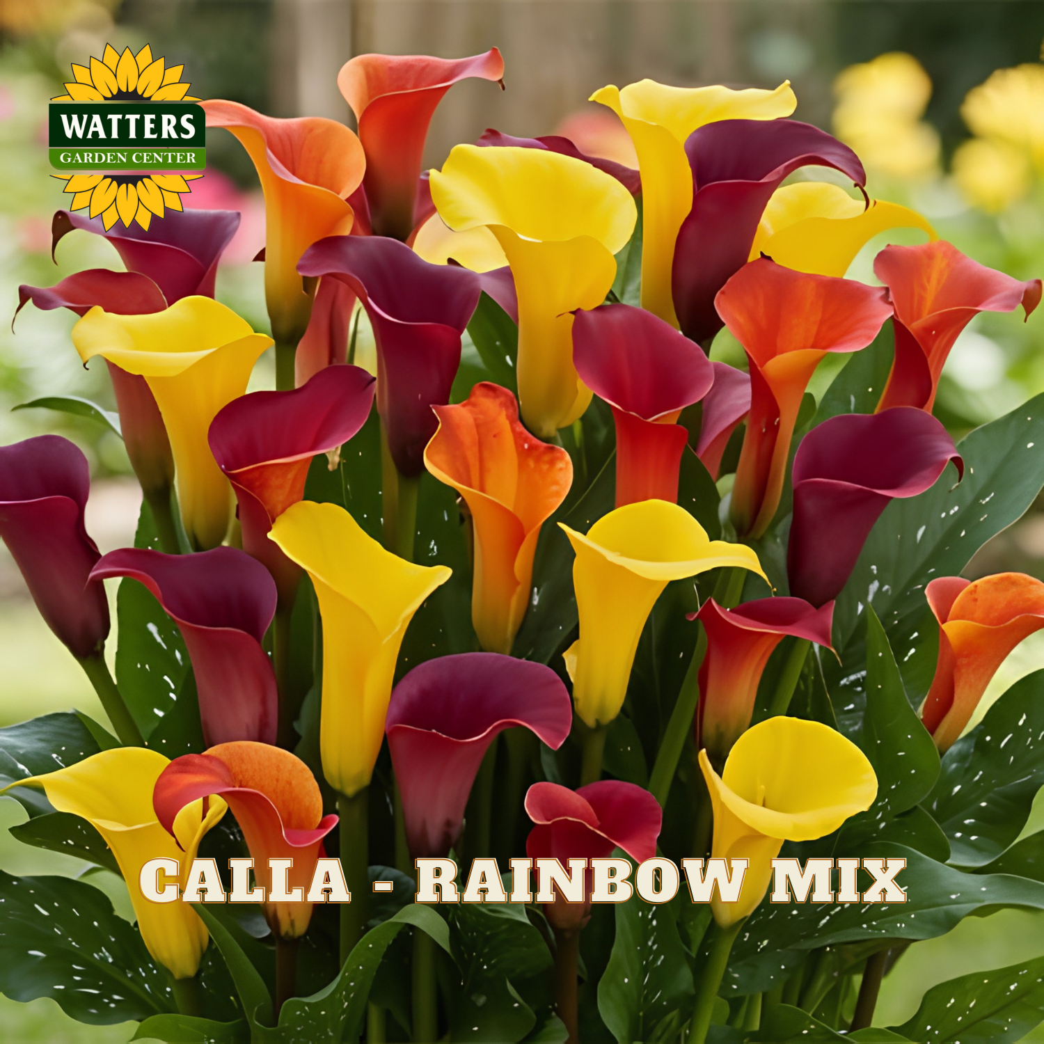Colorful calla lilies in a rainbow mix with Watters Garden Center logo.