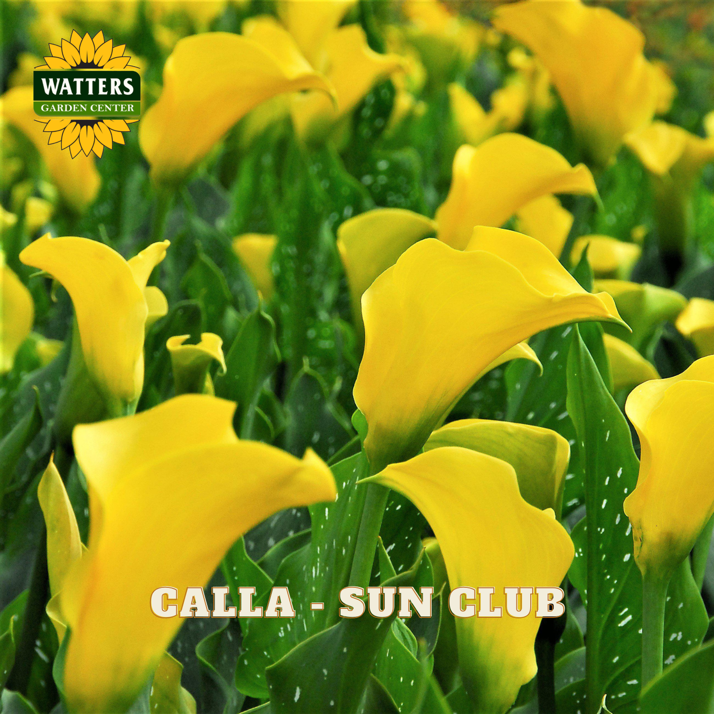 Yellow calla lilies with 'Watters Garden Center' logo in the corner.