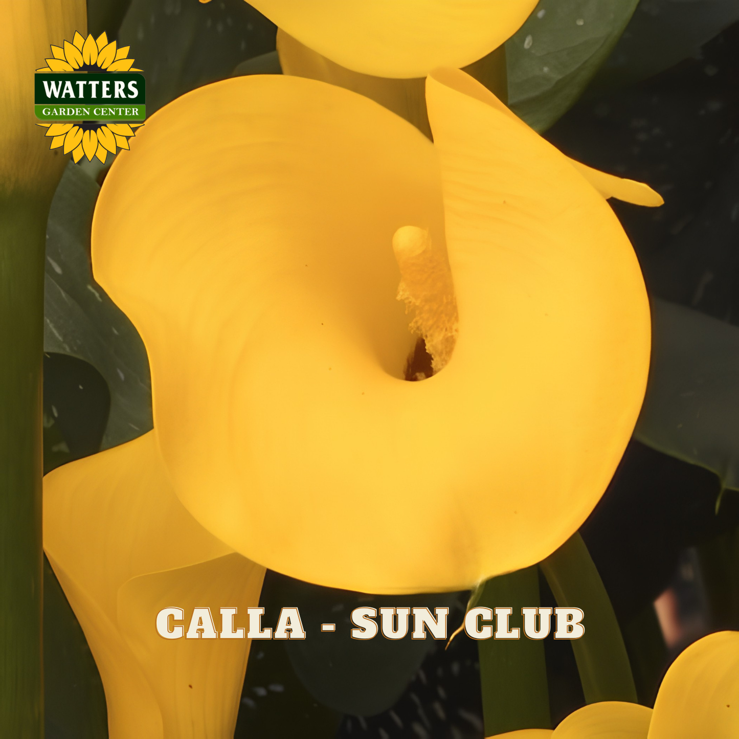 Yellow calla lily with 'Watters Garden Center' logo in the corner.