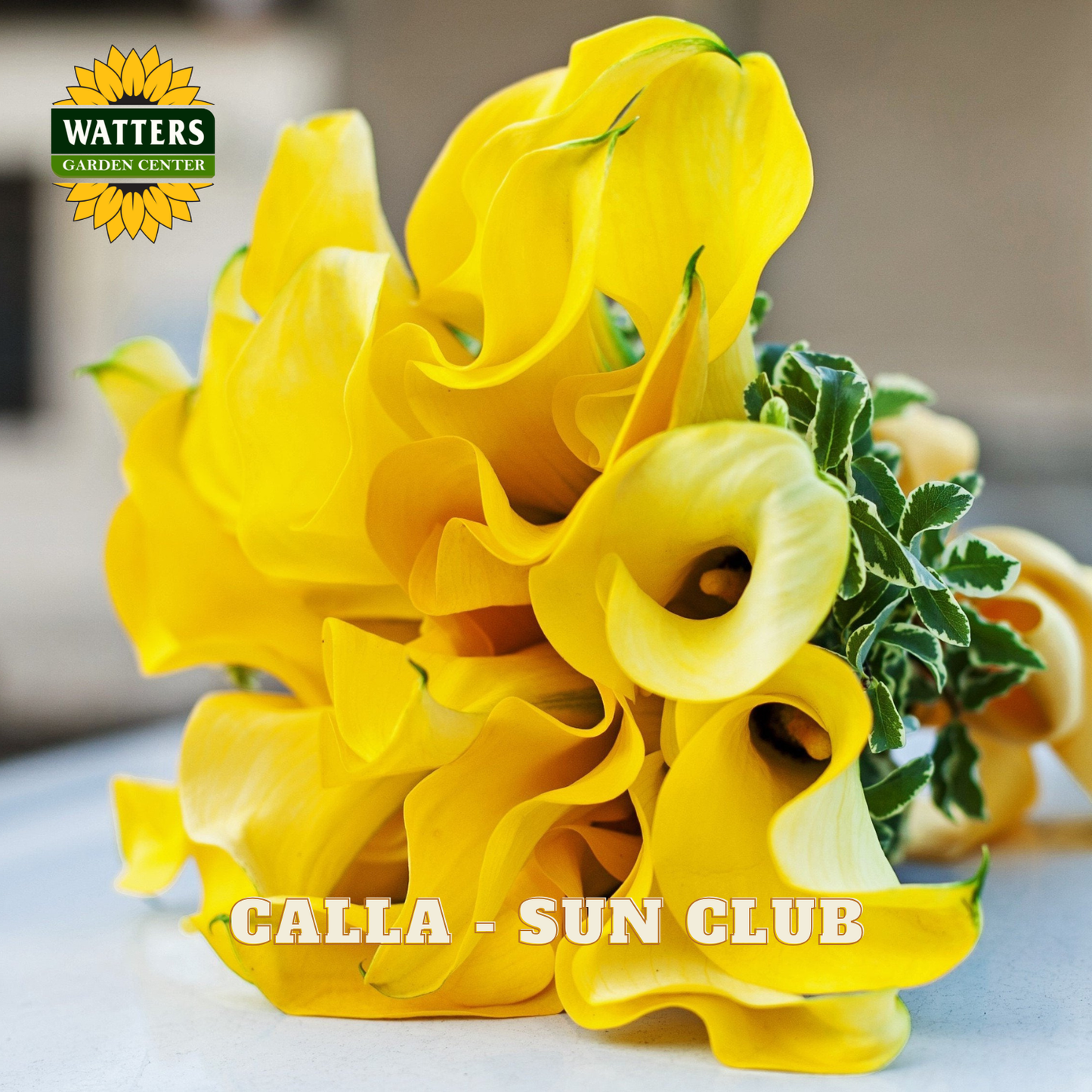 Bouquet of yellow calla lilies with 'Watters Garden Center' logo.