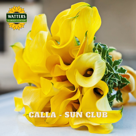 Bouquet of yellow calla lilies with 'Watters Garden Center' logo.
