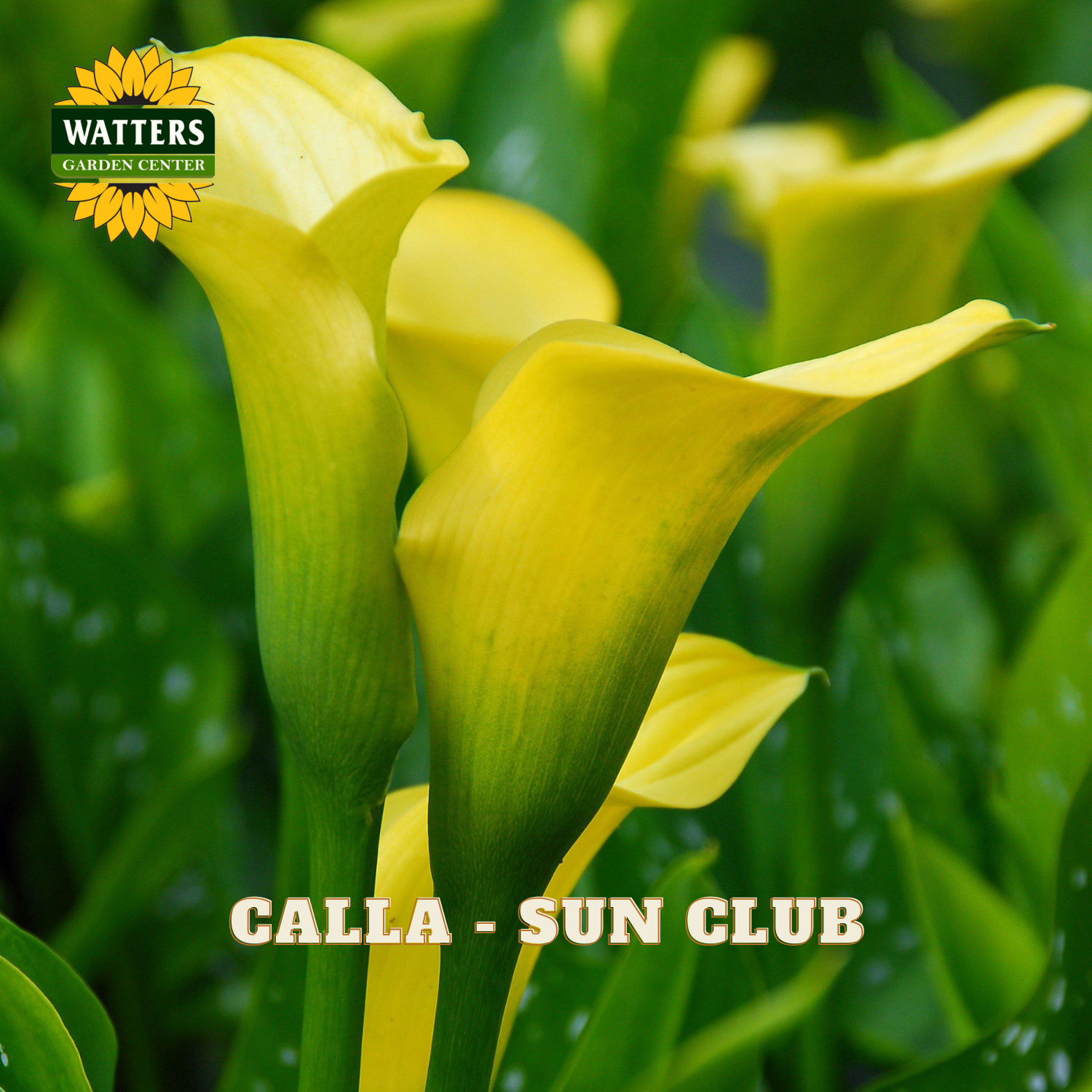 Yellow calla lilies with green leaves and Watters Garden Center logo.
