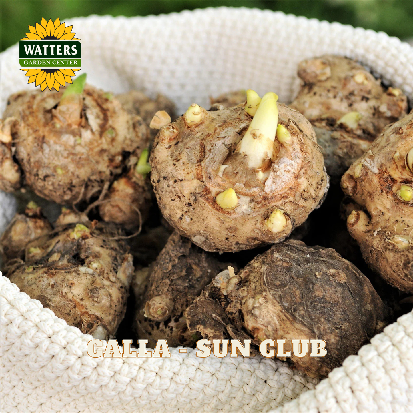 Calla lily bulbs with sprouts in a white mesh bag, branded with Watters Garden Center.