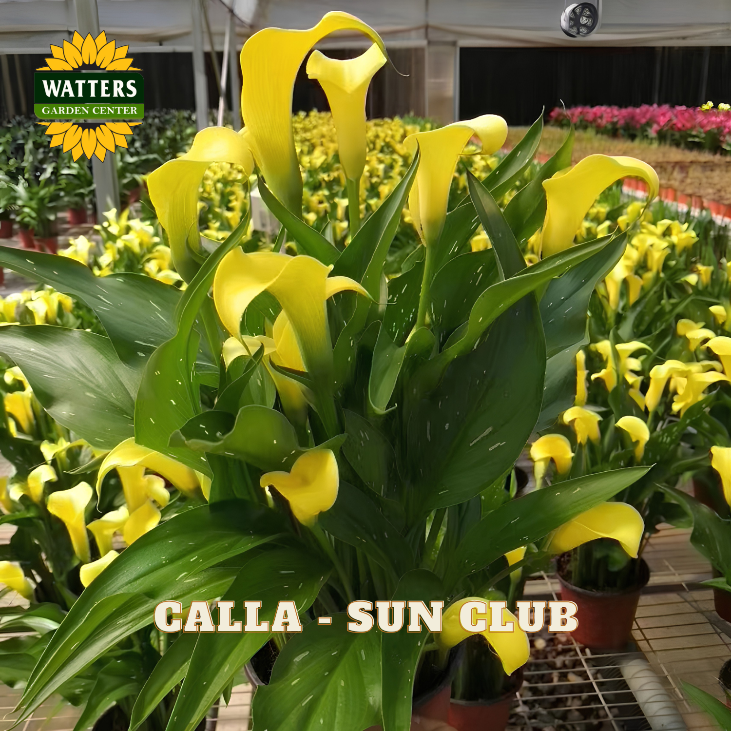 Yellow calla lilies with green leaves in a greenhouse setting, featuring Watters Garden Center branding.