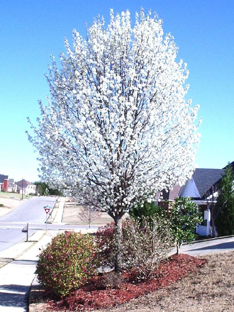 CHANTICLEER FLOWERING PEAR TREE 10gal