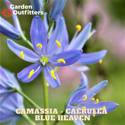 Close-up of blue camassia flowers with yellow centers and green stems, with the text 'CAMASSIA - CAERULEA BLUE HEAVEN' and a Garden Outfitters logo.