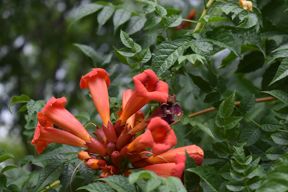 MADAME GALEN TRUMPET VINE 1gal