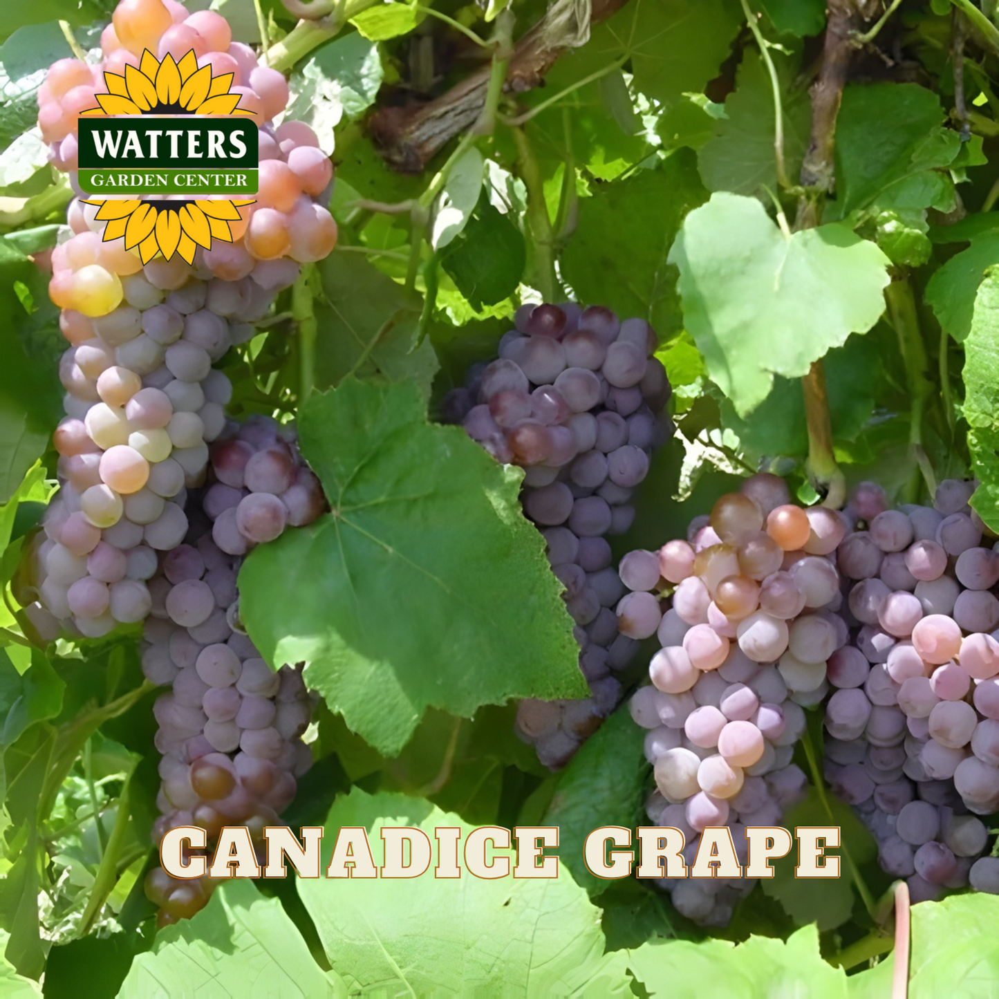 Canadice Grape - 1 gal