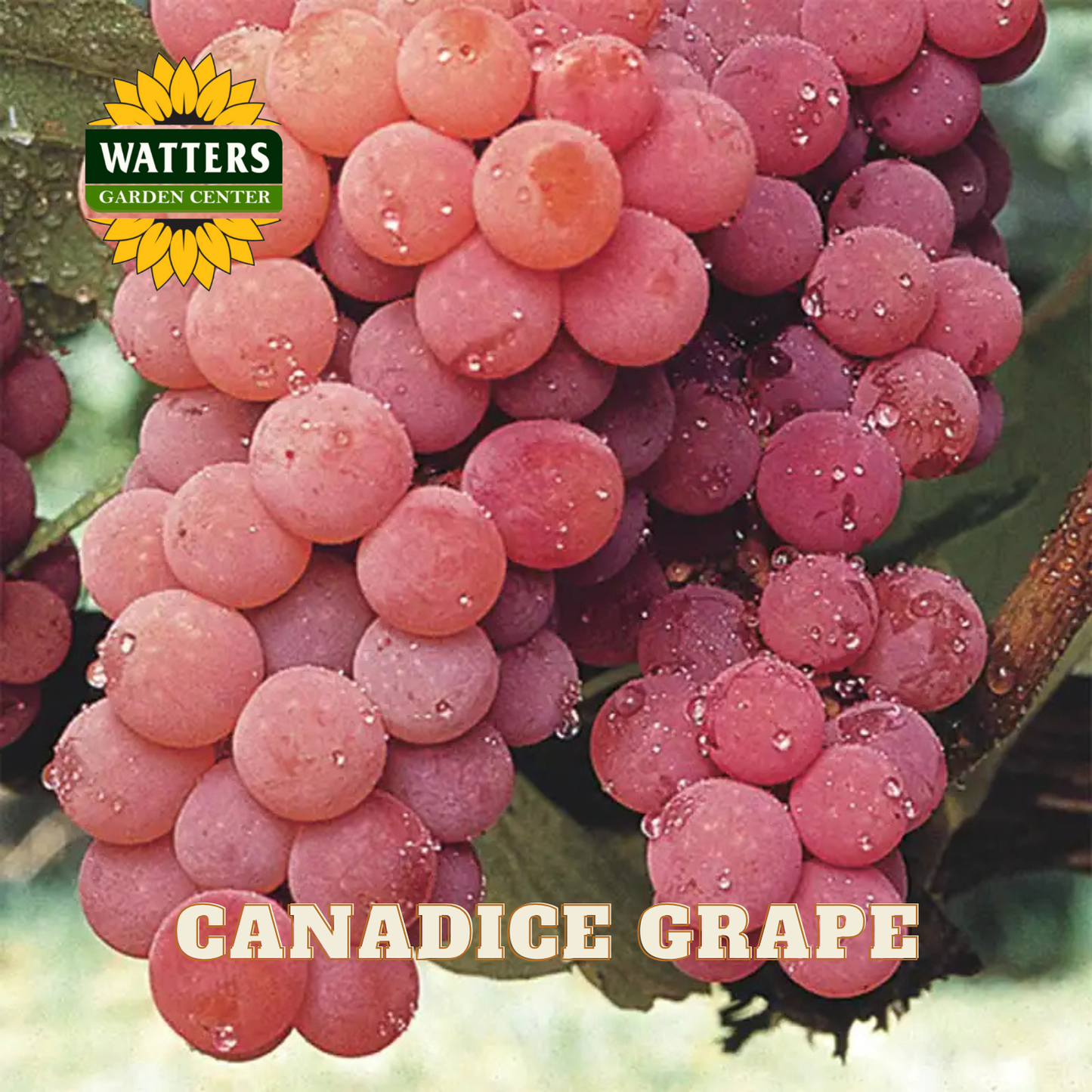 Canadice Grape - 1 gal