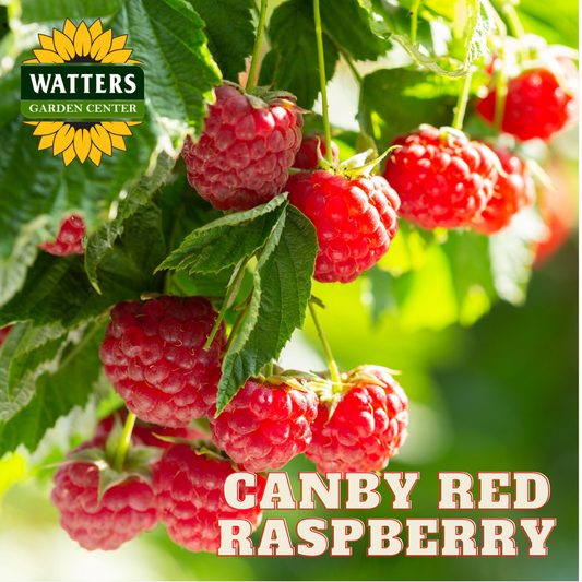 CANBY RED RASPBERRY 2gal