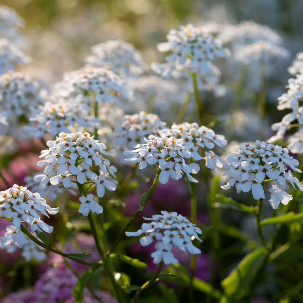 CANDYTUFT 1gal