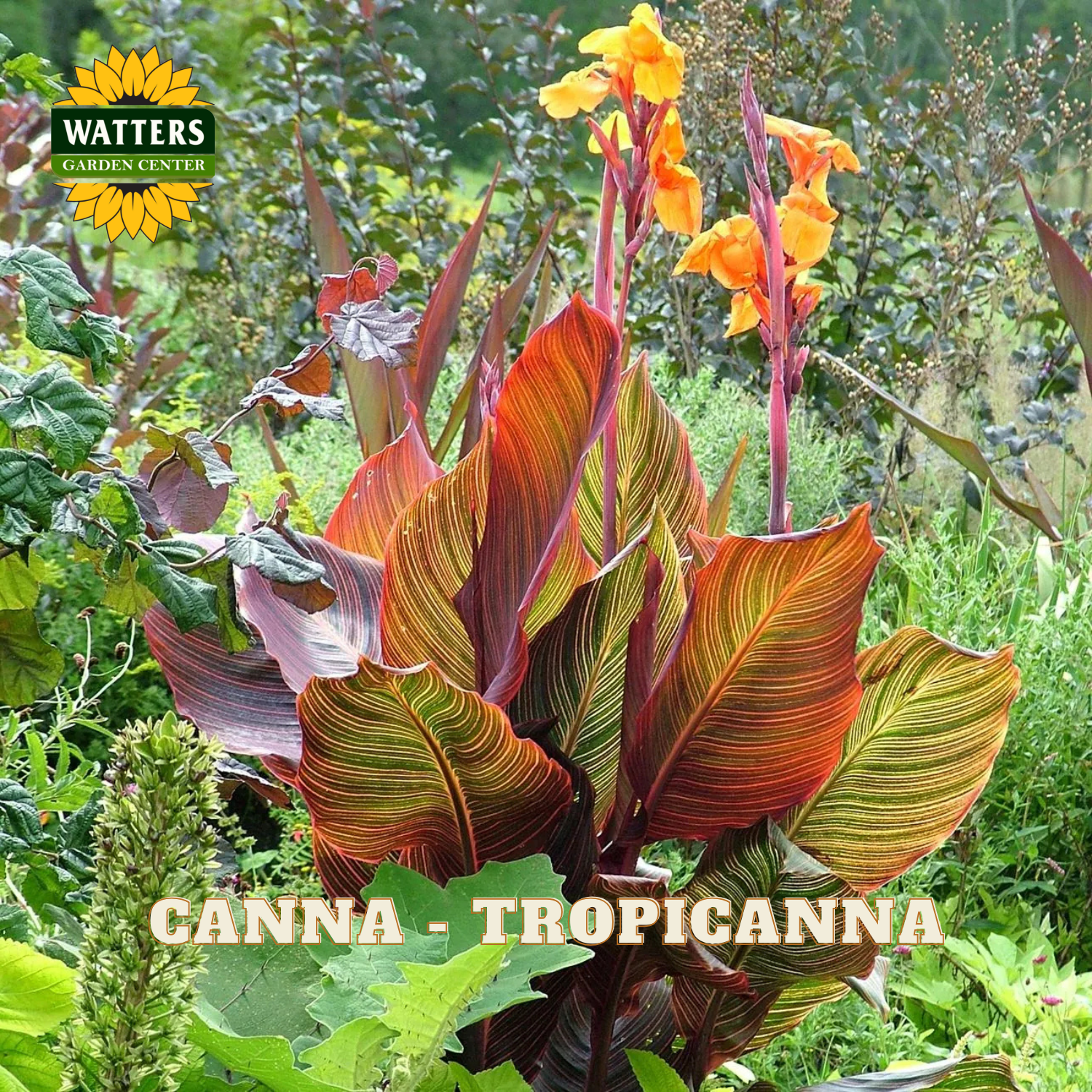 Tropical plant with colorful leaves and flowers in a garden setting, featuring the Watters Garden Center logo.