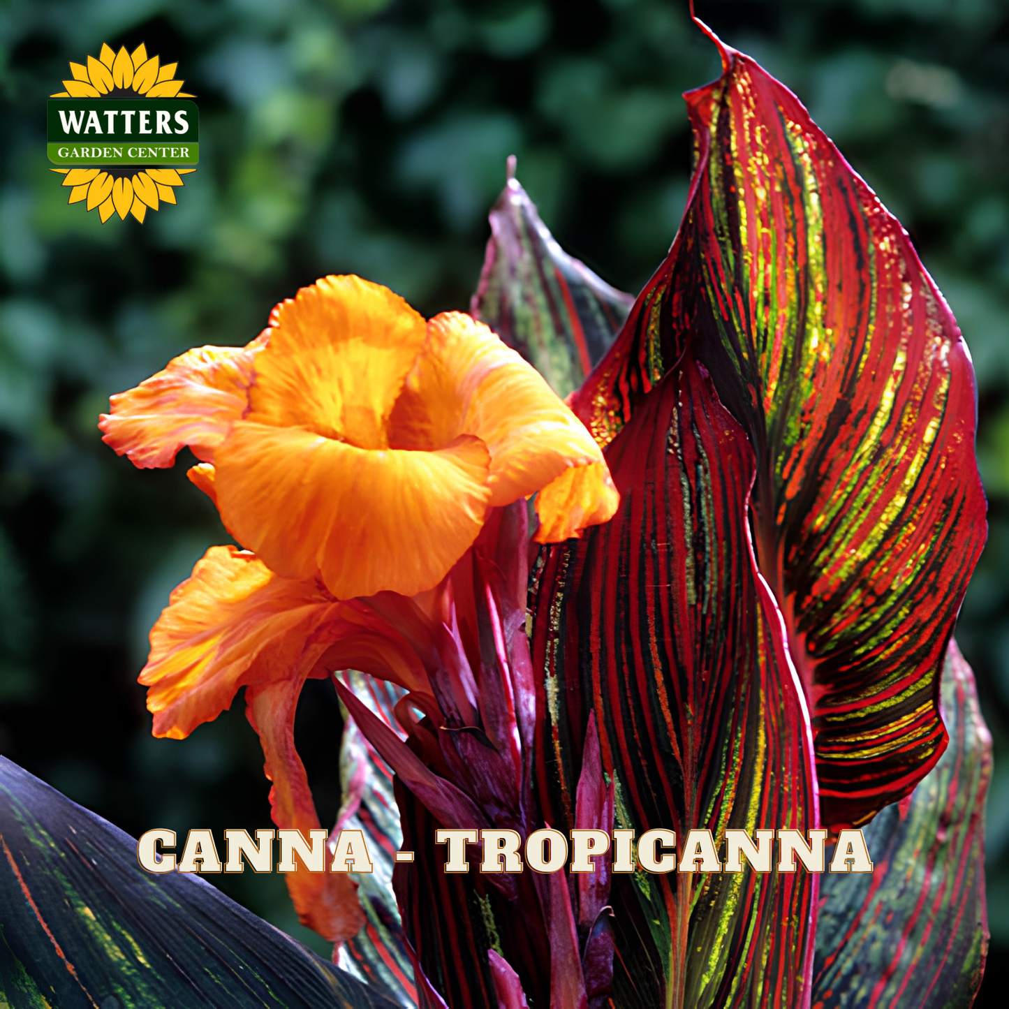 Glorious display of orange and red canna lilies with 'Watters Garden Center' branding.
