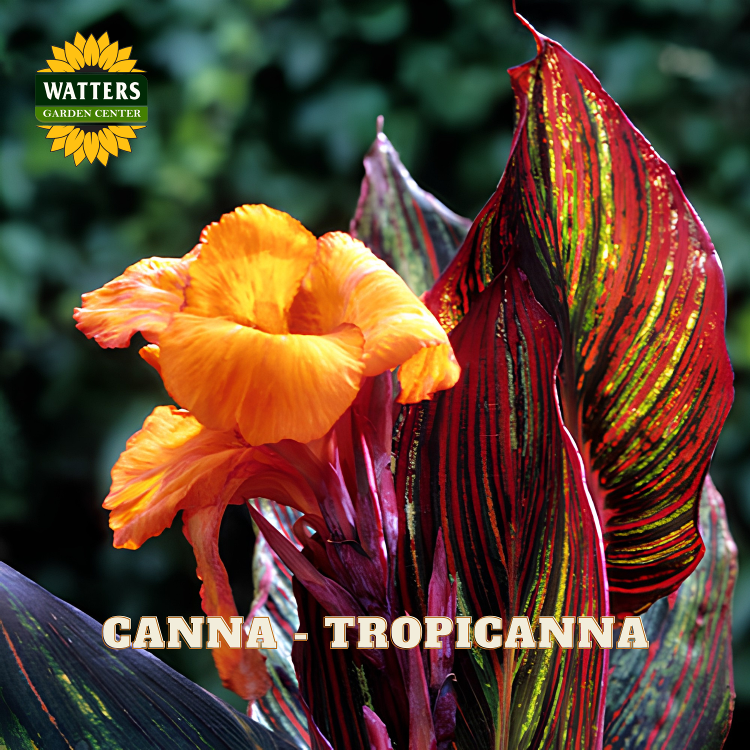 Glorious display of orange and red canna lilies with 'Watters Garden Center' branding.