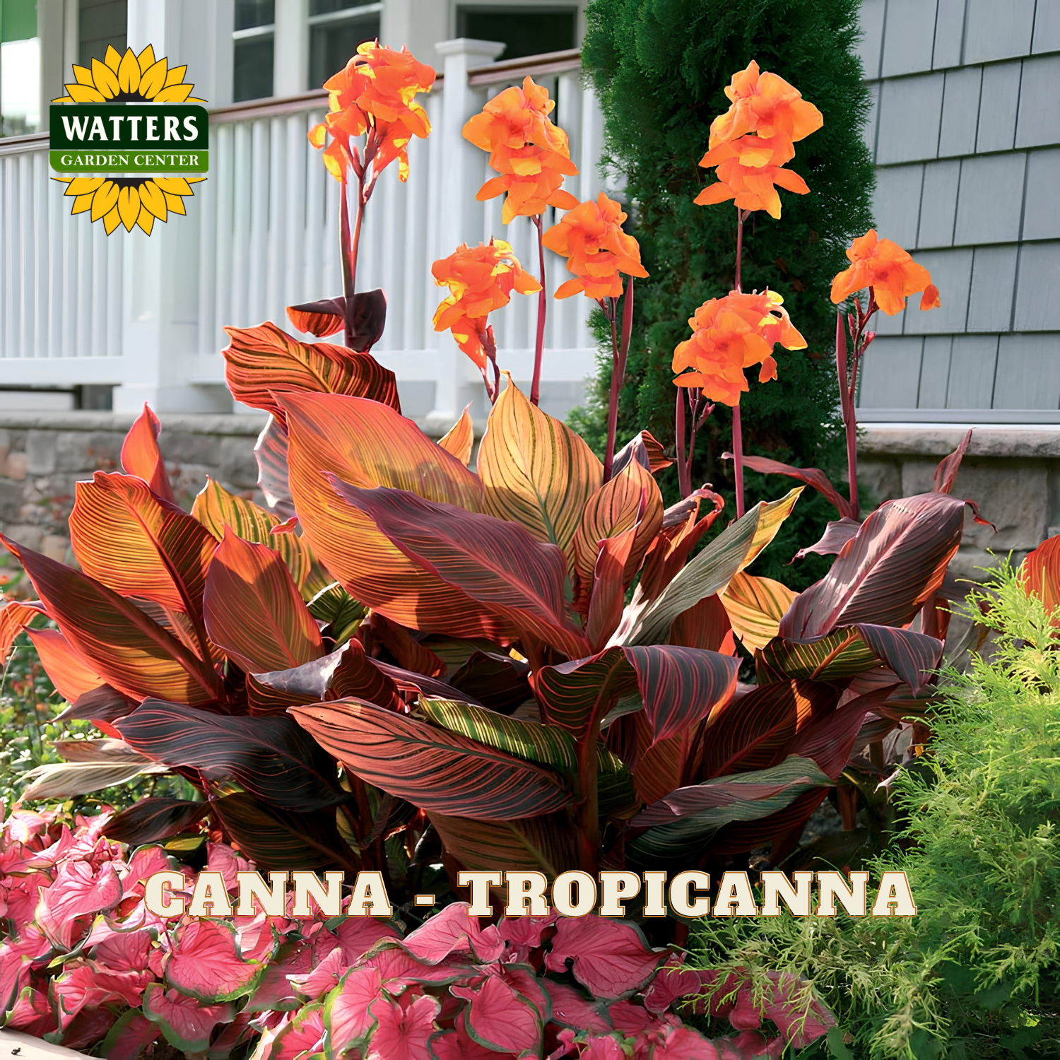 Garden scene with Canna 'Tropicanna' plants and Watters Garden Center logo.