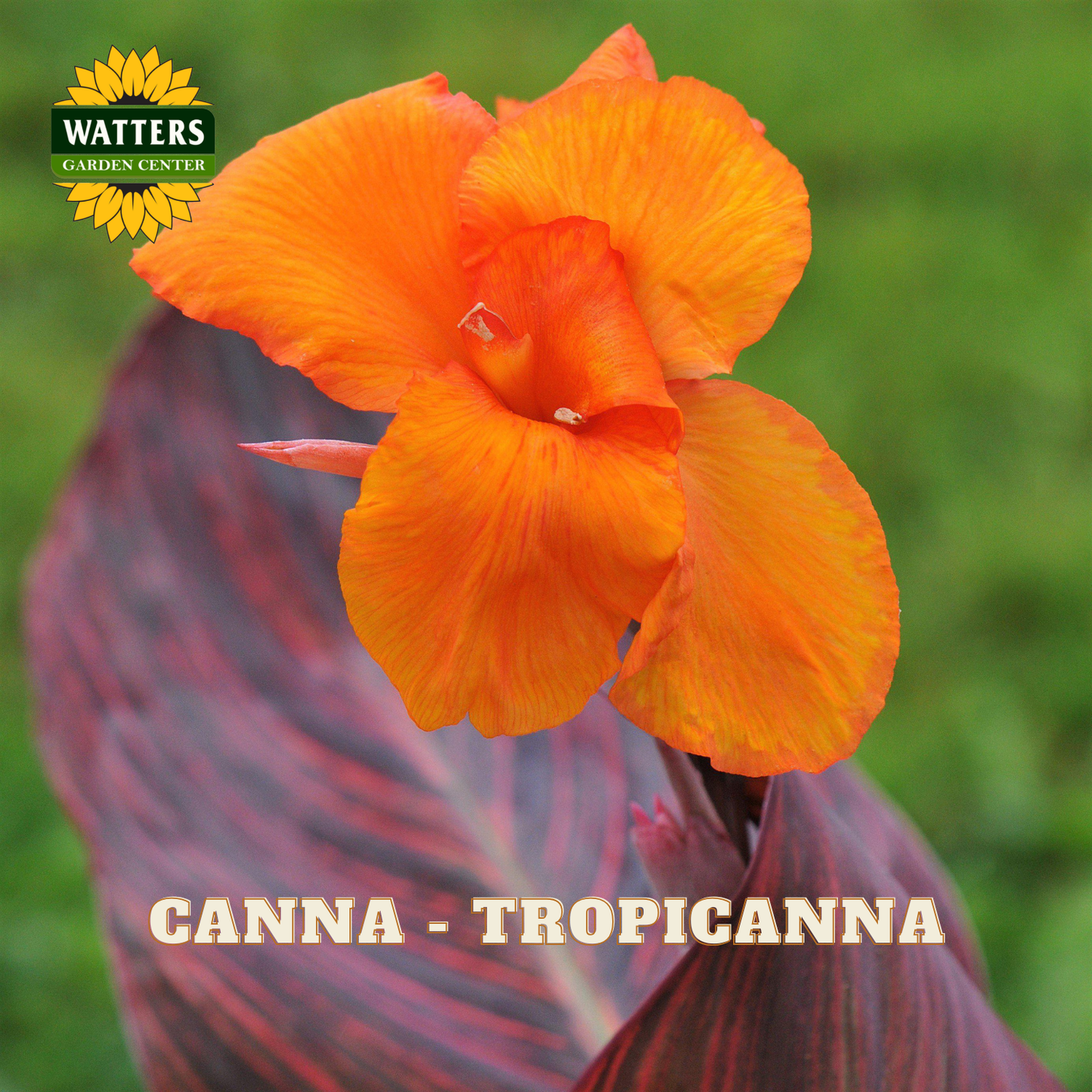 Orange canna flower with purple leaves against a green background, featuring Watters Garden Center logo.