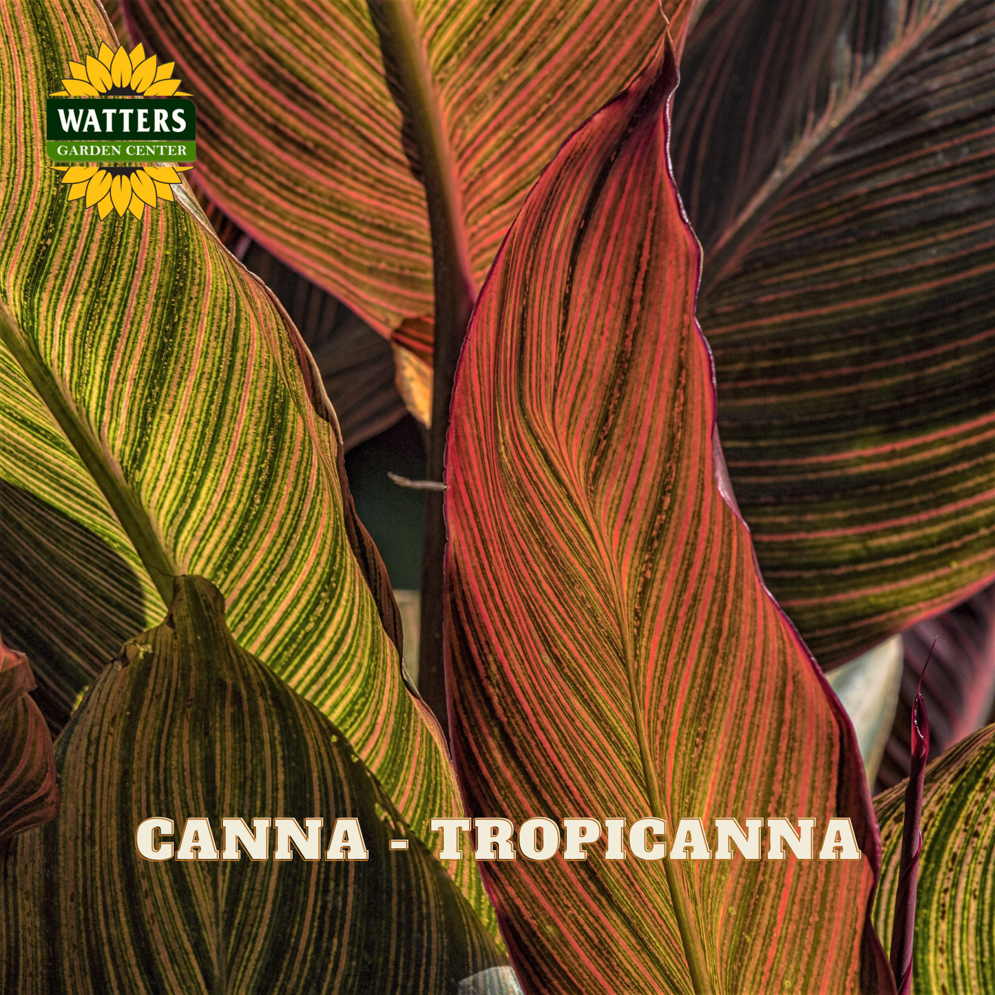 Close-up of colorful canna plant leaves with Watters Garden Center logo.