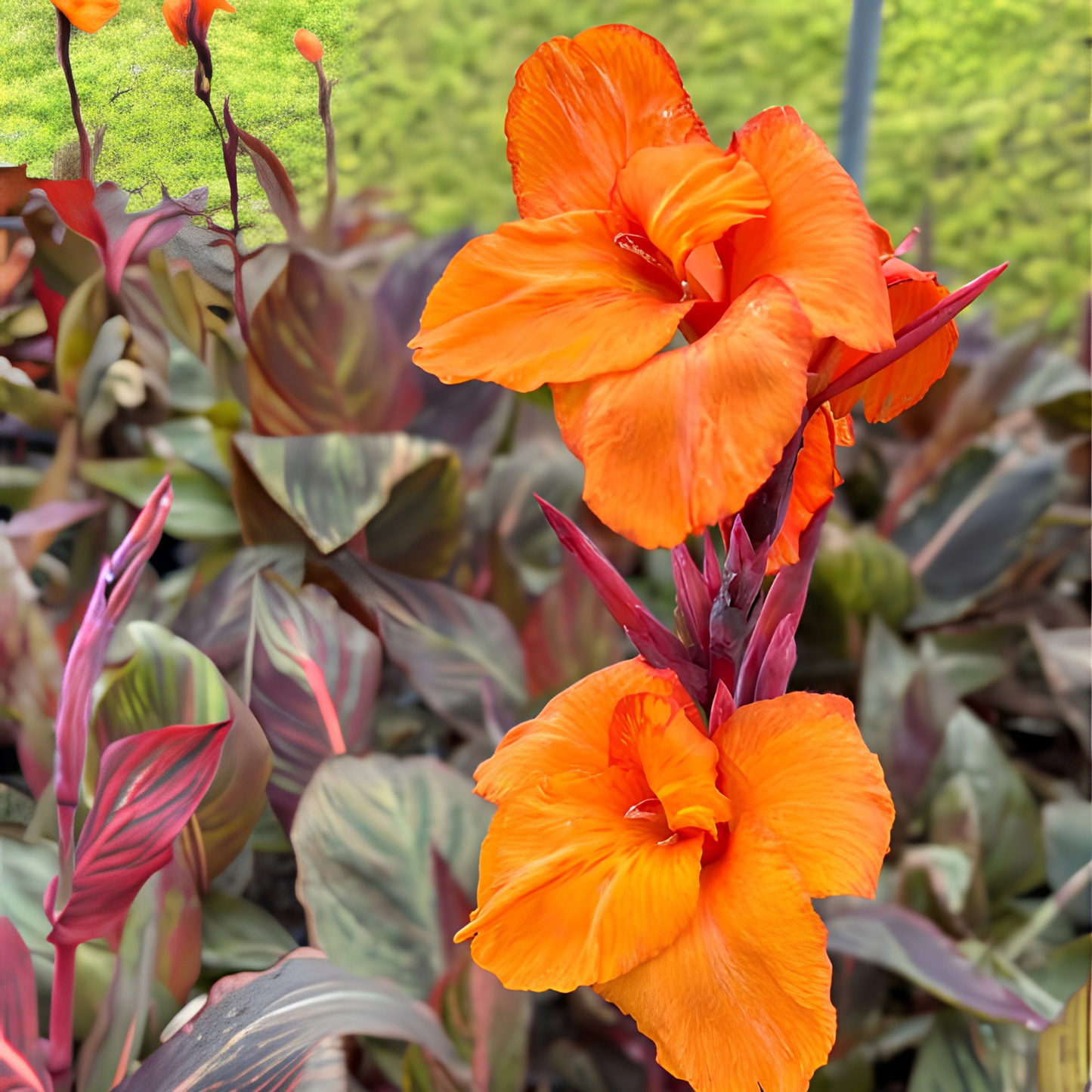 Orange flowers with purple leaves in a garden setting