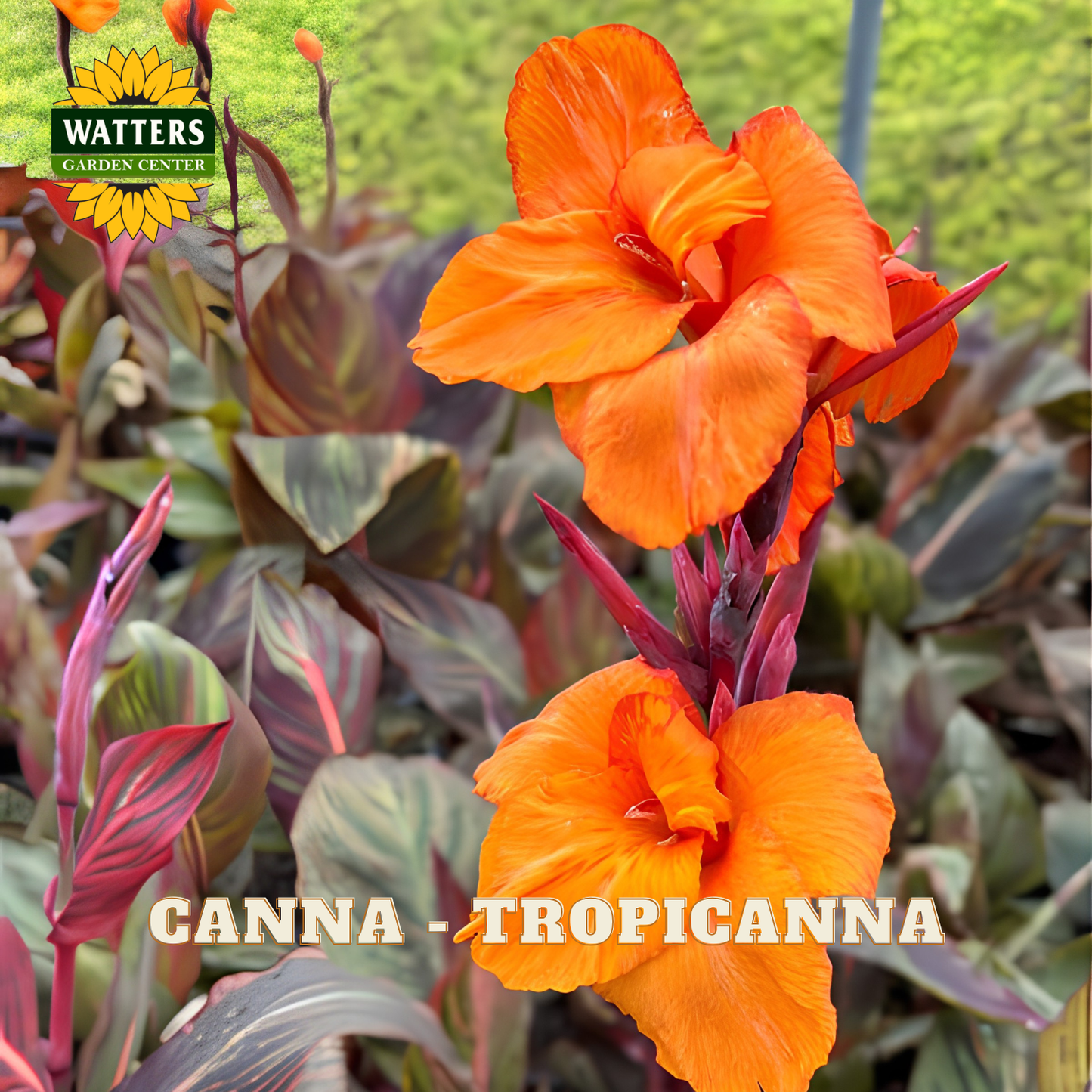 Orange canna flowers with green and purple leaves, featuring Watters Garden Center logo.