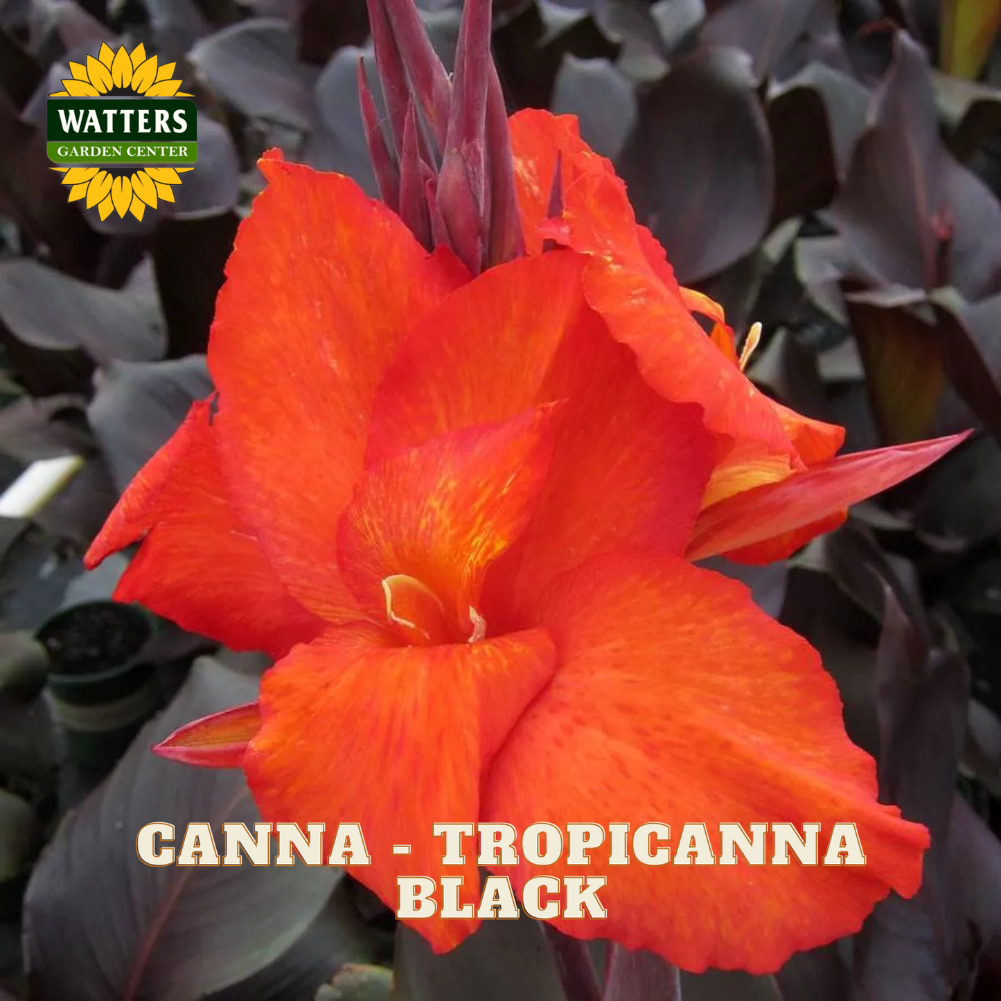 Canna - Tropicanna Black