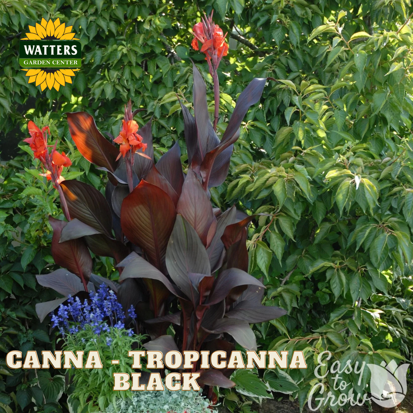 Canna - Tropicanna Black