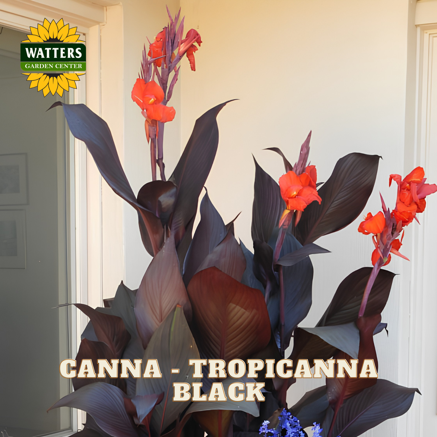 Canna - Tropicanna Black