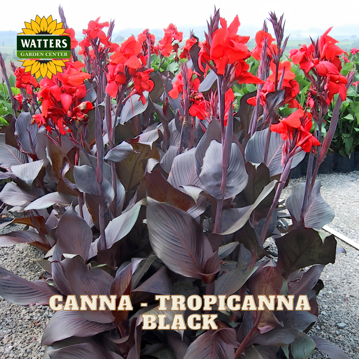 Canna - Tropicanna Black