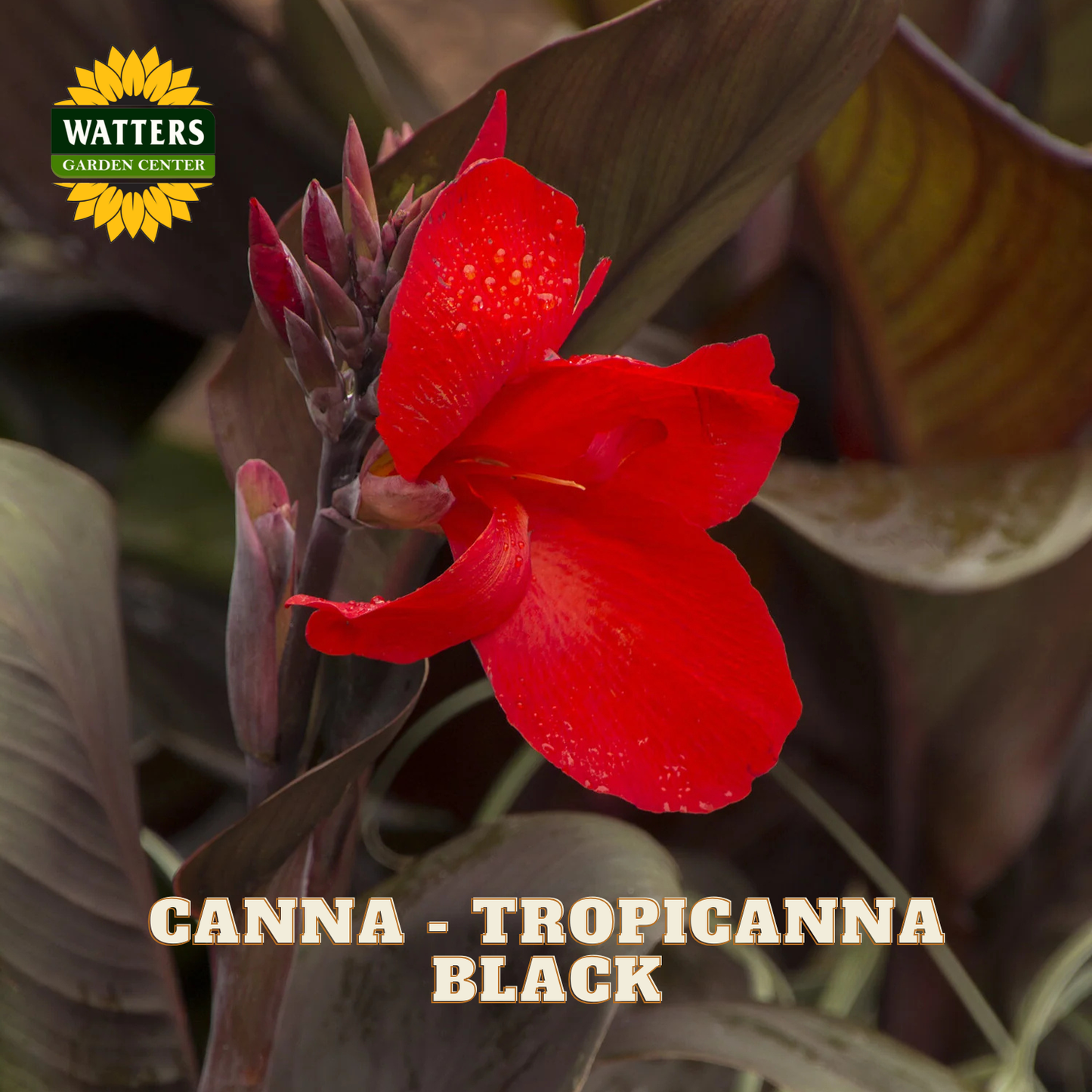 Canna - Tropicanna Black