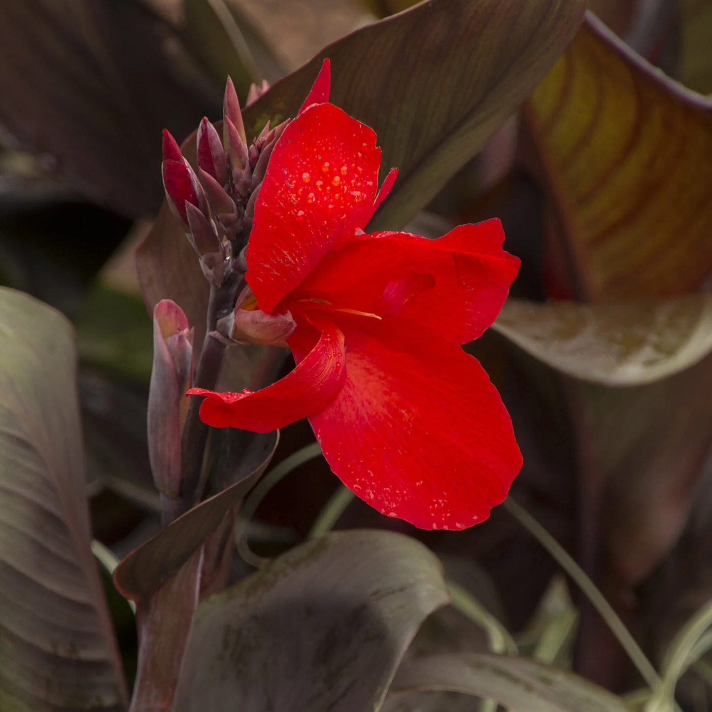 Canna - Tropicanna Black