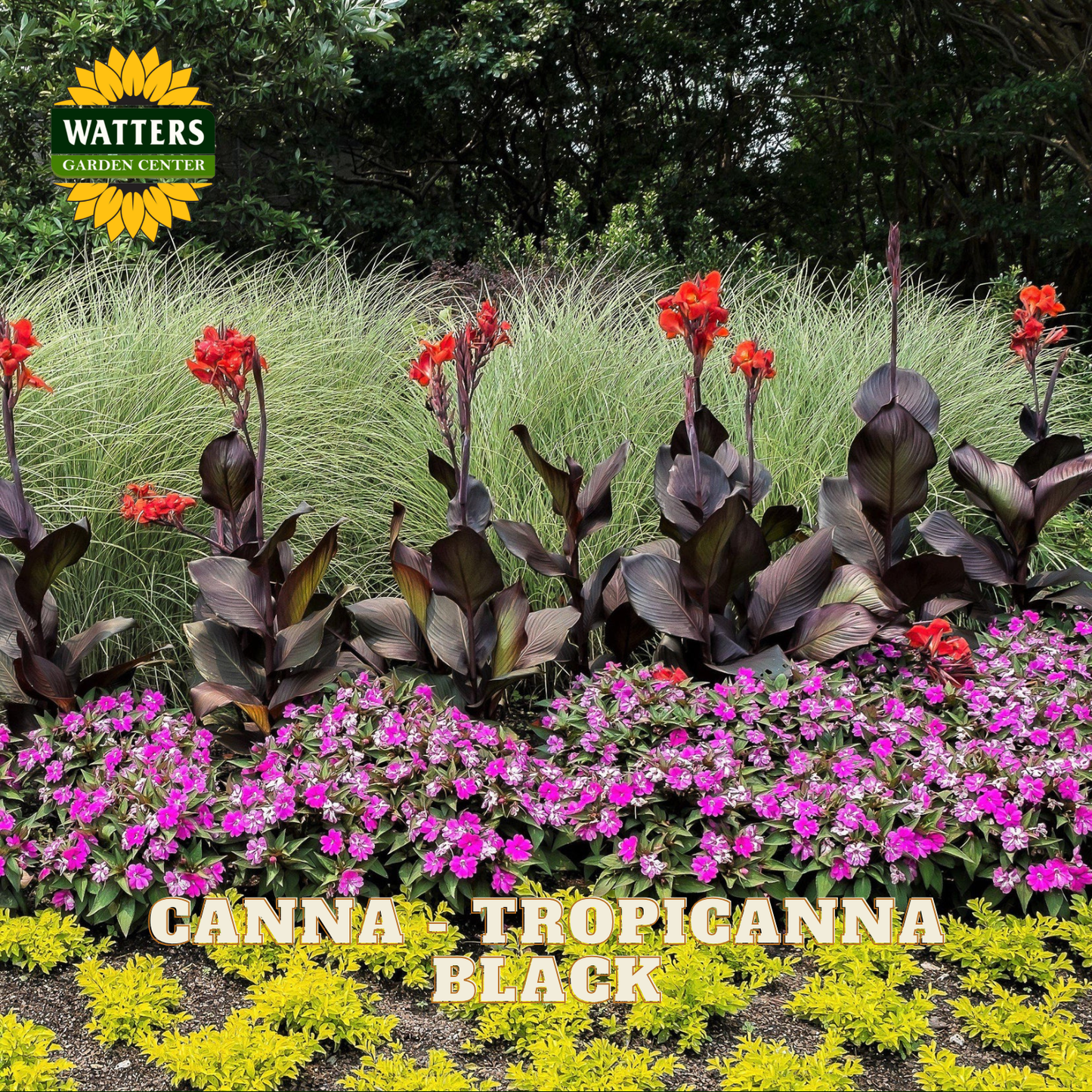 Canna - Tropicanna Black