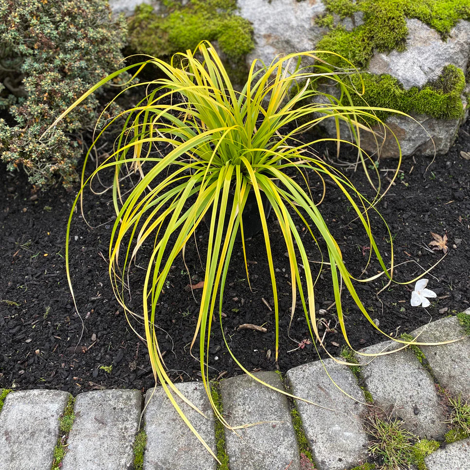 EVERCOLOR SEDGE 1gal