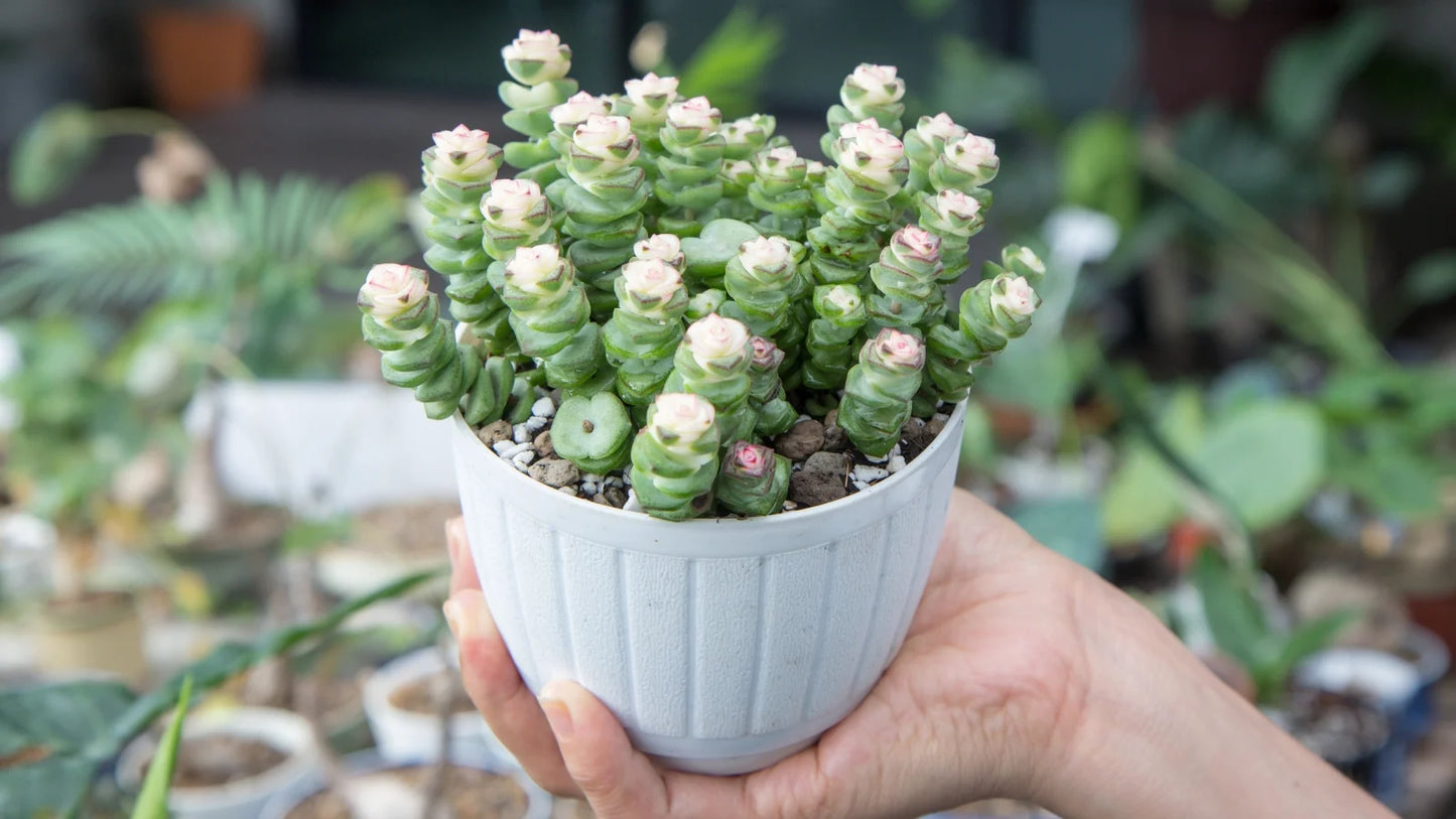 Variegated String of Buttons