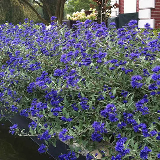 SAPPHIRE SURF BLUEBEARD 5gal