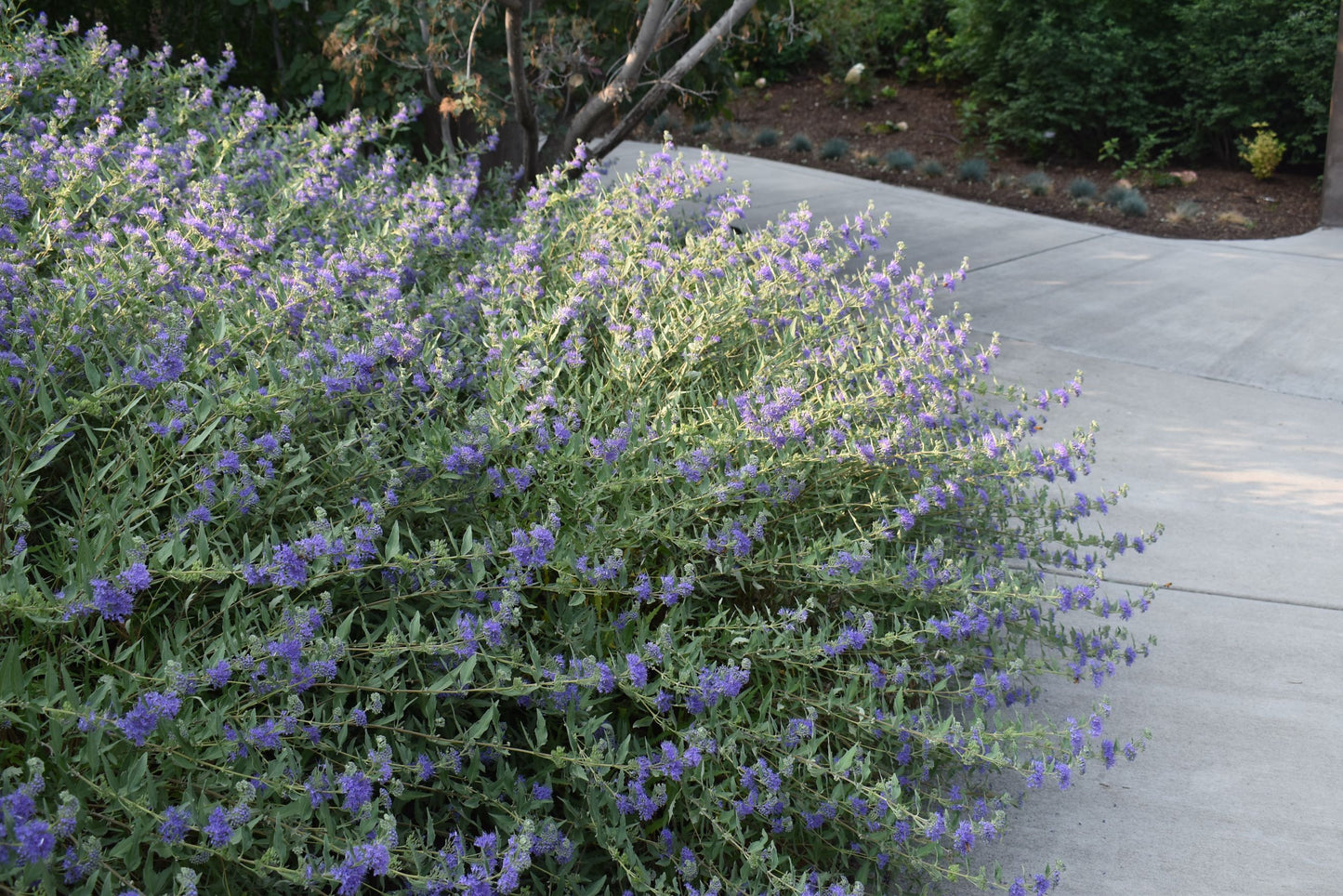 DARK KNIGHT CARYOPTERIS 5gal