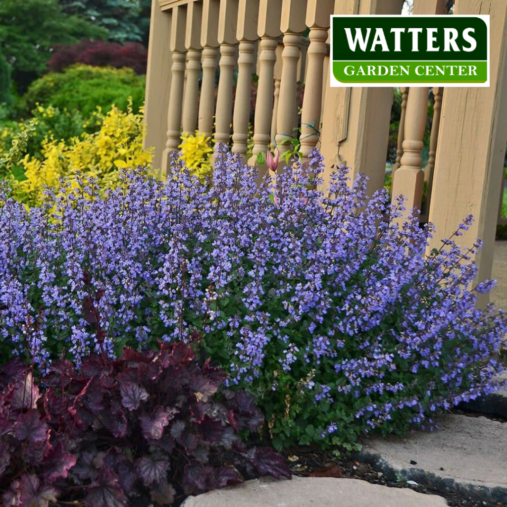 SNOWFLAKE CATMINT 1gal