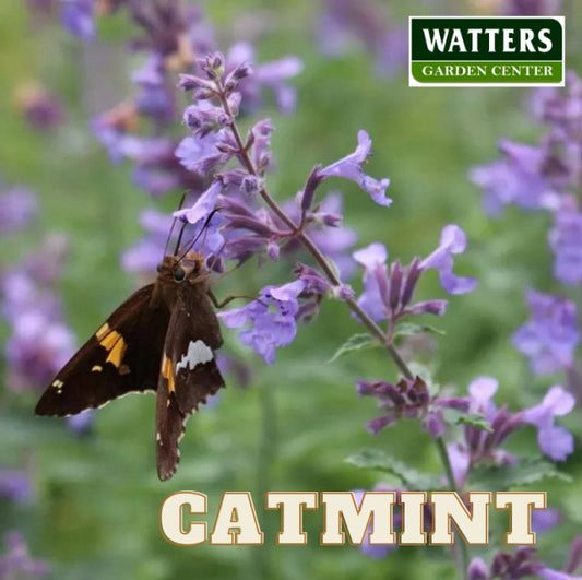 SNOWFLAKE CATMINT 1gal