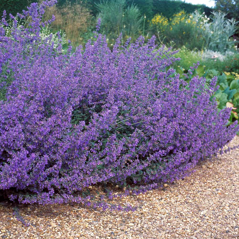 Walker's Low Catmint (NEPETA X WALKERS LOW) - 1 gallon