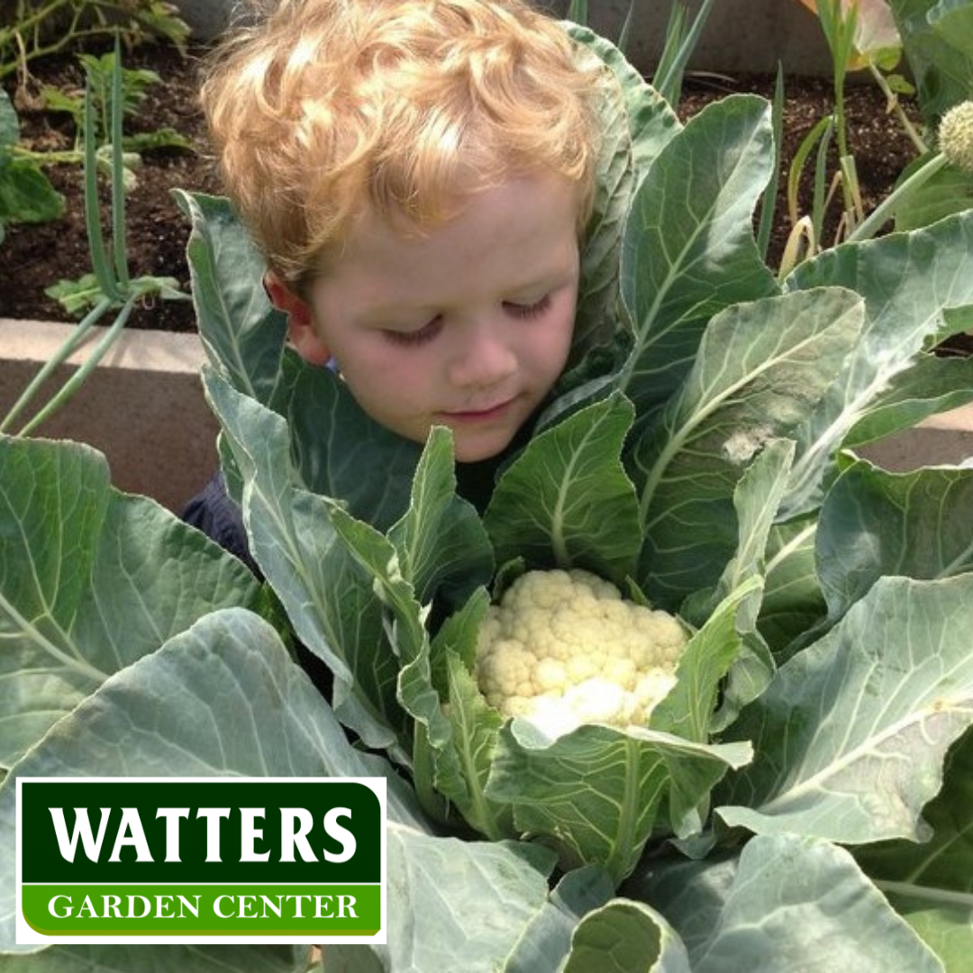ASSORTED CAULIFLOWER 6pk