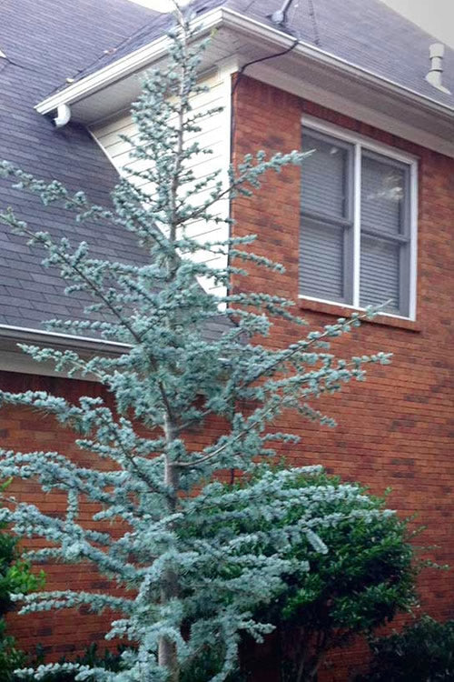 BLUE ATLAS CEDAR 7gal