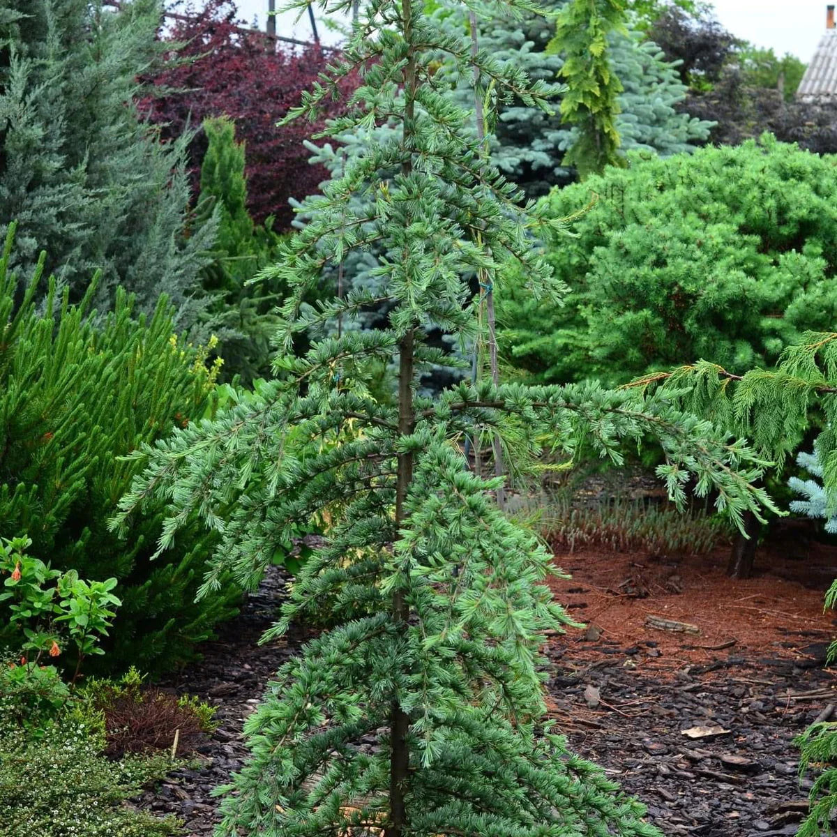KARL FUCHS DEODAR CEDAR 6-7ft