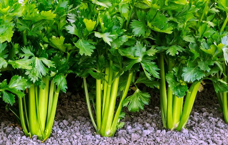 CELERY 6pk