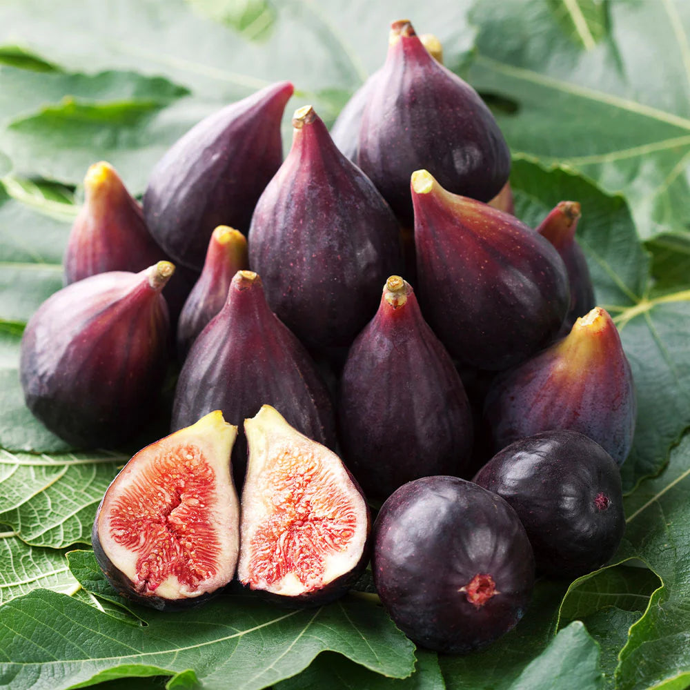CELESTE FIG 5gal