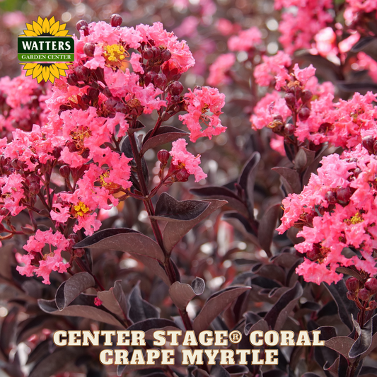 Pink flowers with 'Watters Garden Center' logo and 'Center Stage Coral Crape Myrtle' text.