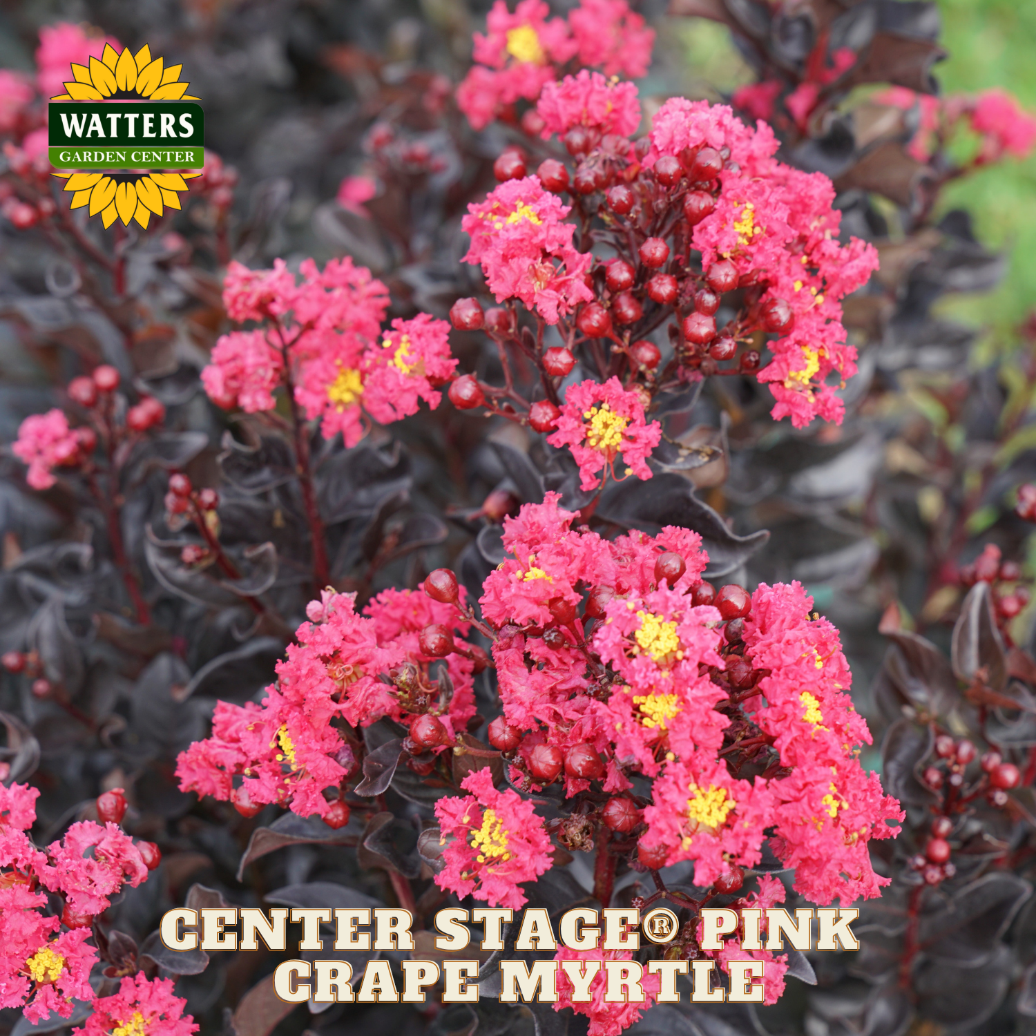 Pink Crapemyrtle flowers with Watters Garden Center branding.